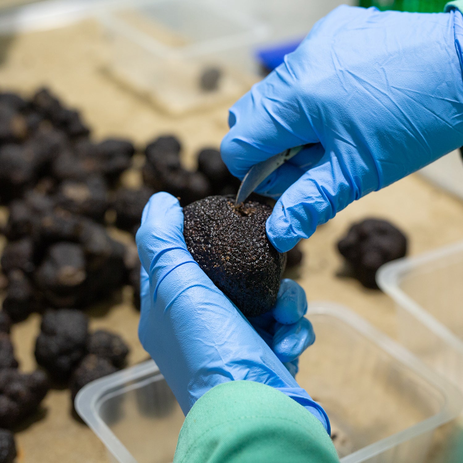 Black Truffle (Tuber Melanosporum)