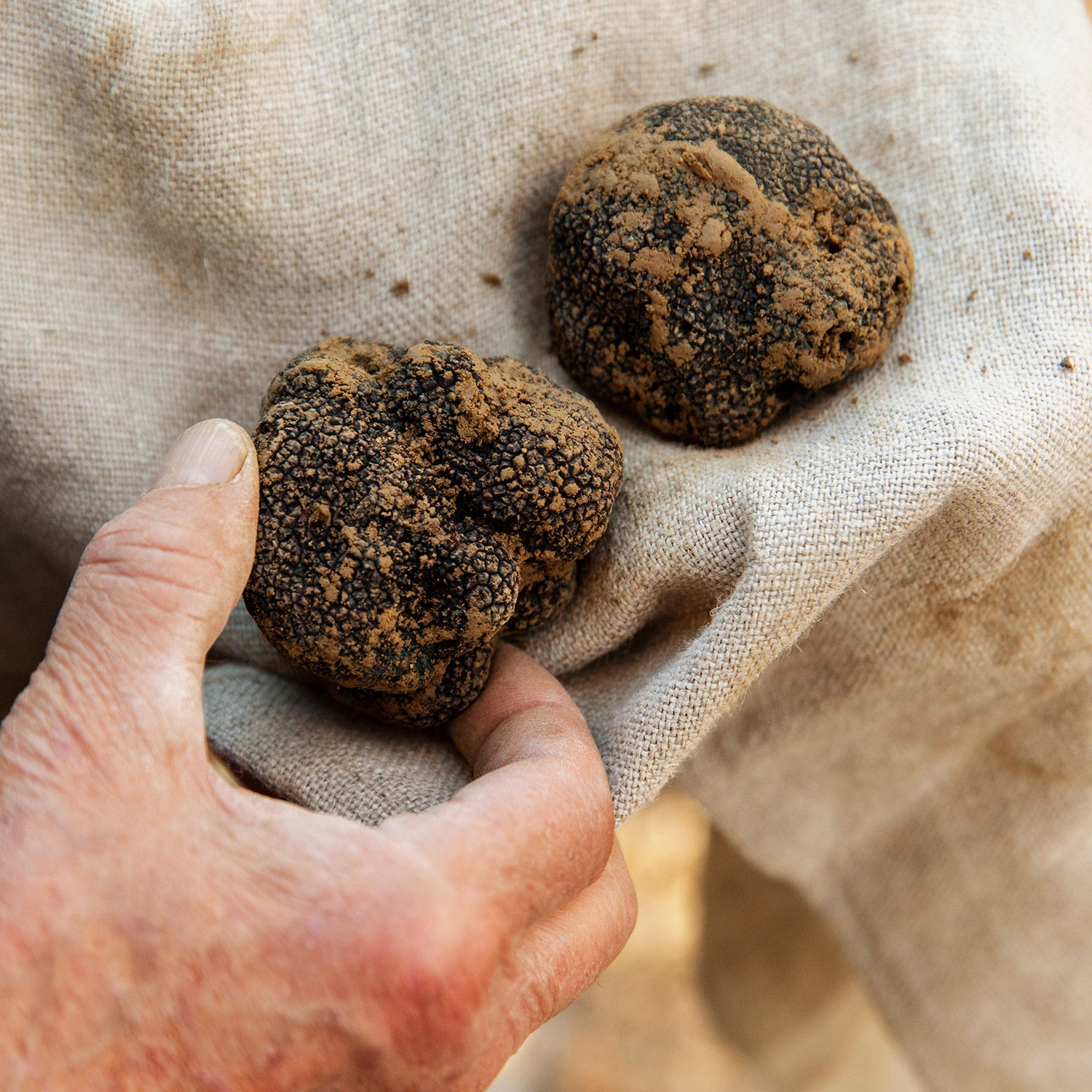 Black Truffle (Tuber Melanosporum)